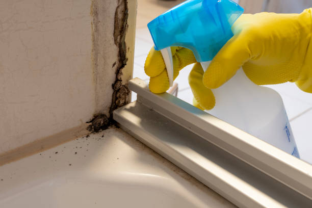 Best Toxic Mold Removal  in Golden Beach, MD