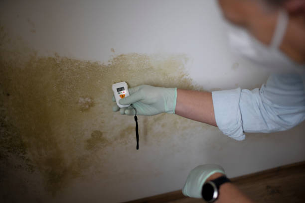 Office Mold Removal Services in Golden Beach, MD
