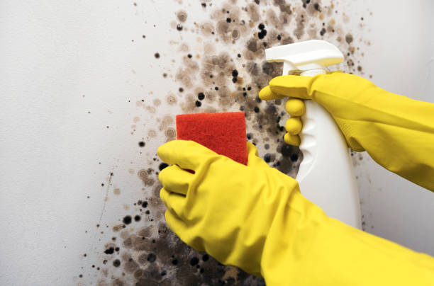 Best Affordable Mold Removal  in Golden Beach, MD