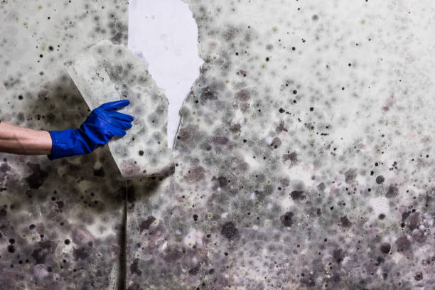 Best Office Mold Removal Services  in Golden Beach, MD