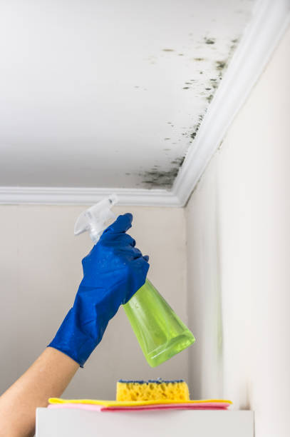 Best Fast Mold Removal  in Golden Beach, MD