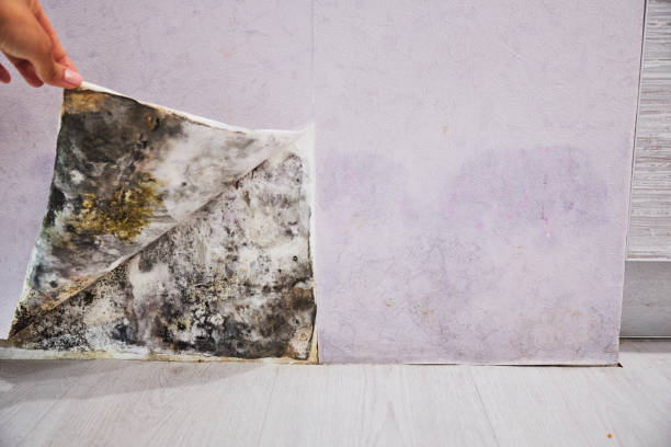 Golden Beach, MD Mold Removal Company